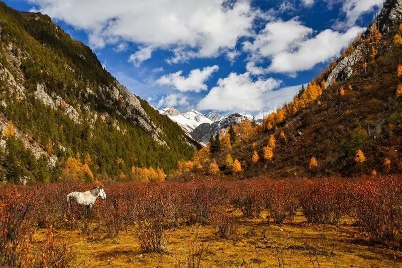 追寻传说中的七藏沟，将满眼秋色尽收眼底