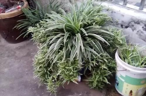 一大:很容易长满一大盆的几种植物,适合养窗台或阳台上