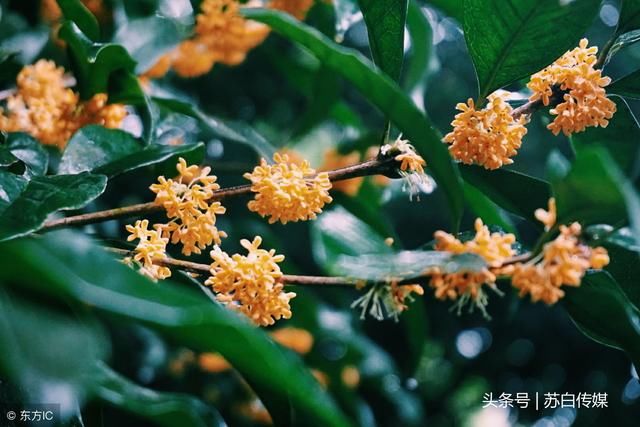 广西这个城市得名难道是因为植物？发现了世界最早的某植物花粉