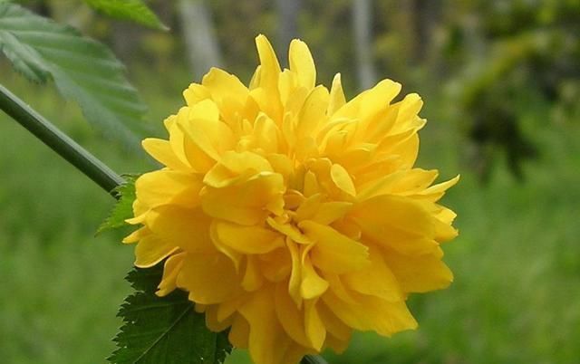  『艳丽』喜欢在家中养护花卉，就选择5种花卉，花色艳丽，开花量大，漂亮