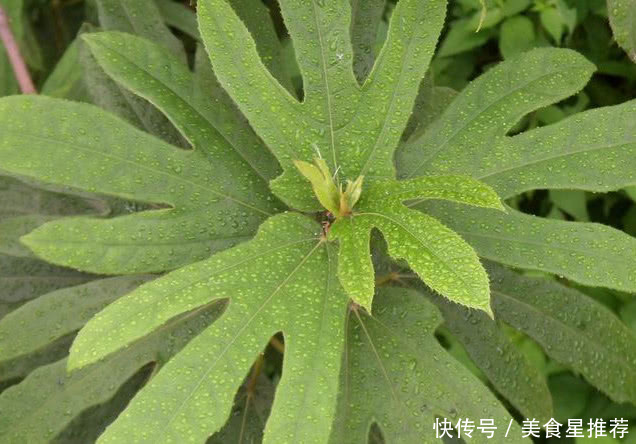 这种植物农村没人要，城里人知道是宝，1斤50元，有人靠它发财