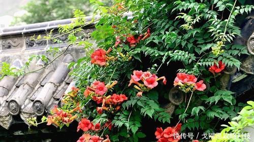  「值得」四月养花选它，爬藤之王凌霄花，养一盆开成花瀑布，值得拥有