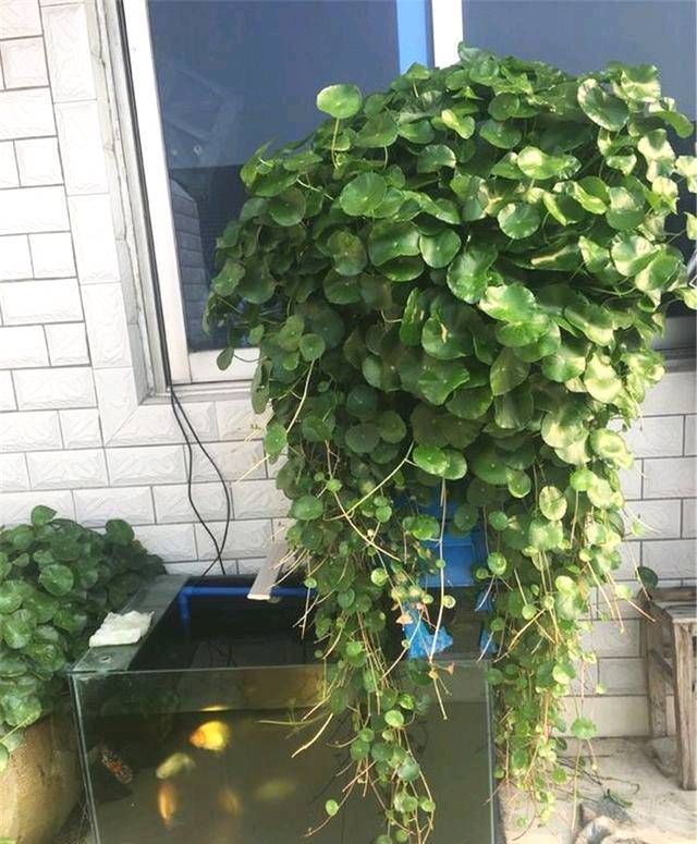 「花草」这些盆栽植物都是喝水的。它们每一个都盛开着花草