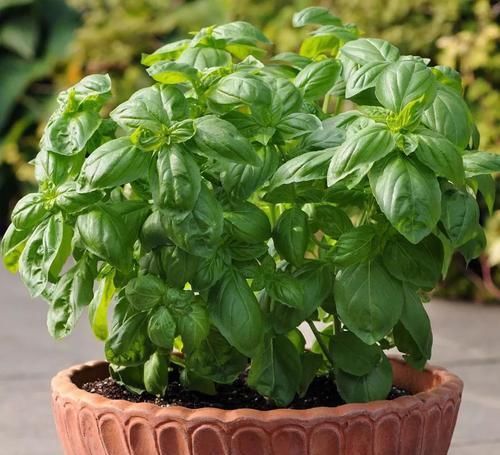  「适合」在阴凉处适合养哪些植物，养花盆里和养树荫下有啥区别？