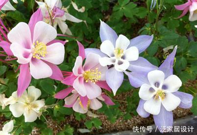  「妩媚」此花花色形状特别独特，花色艳丽，长势茂盛，养护容易，妖娆妩媚