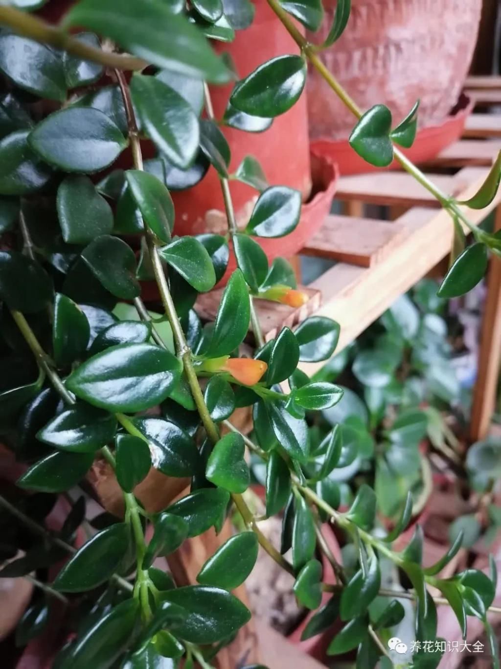  『朋友』我的小院我的花，一花一草都是我的好朋友！