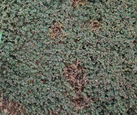 农村野草流“白浆”，却是天然的“止血草”，采回家赚了