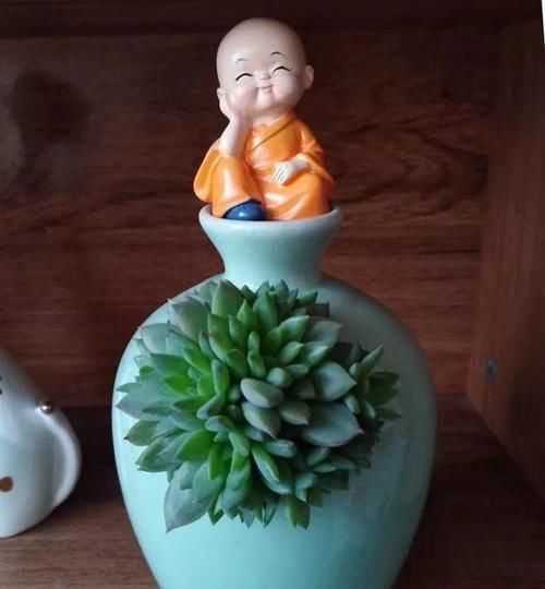  养护的时■花店小姐姐说，这3种花卉盆栽，不娇气好看又好养，该信吗