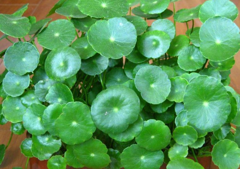  #家里#家中有4种植物，万万别慌，相当于给家里招财，有钱人一眼就懂