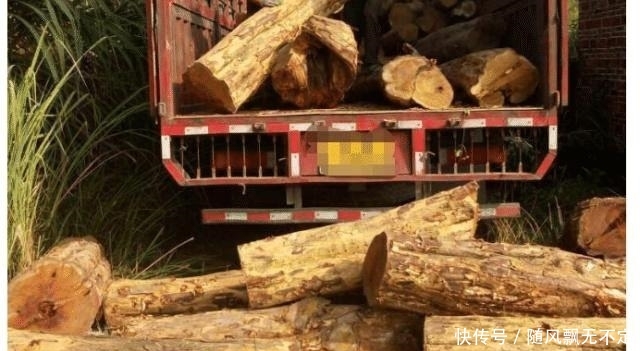  帝王：人称“帝王木”，与檀木齐名，价值极高，农村遇见，请保