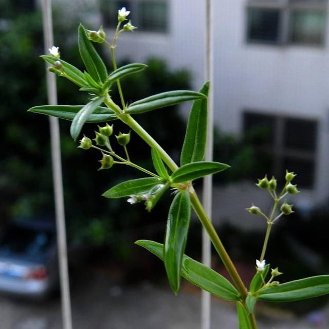 农村见到这野草别拔，采回家晒干泡茶，价值高菜园子里最多