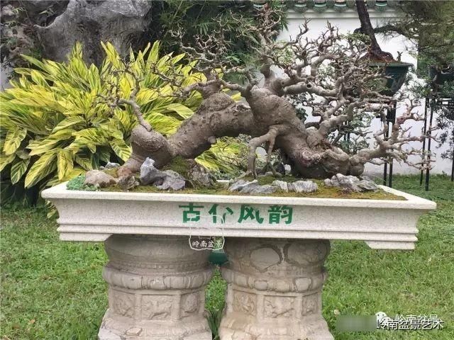  「作品」有年功的盆景，品相好，价值高！