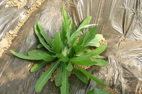  『植物』此植物农村遍地有，遇见后只摘叶子，别“挖根”，挖1株少1株