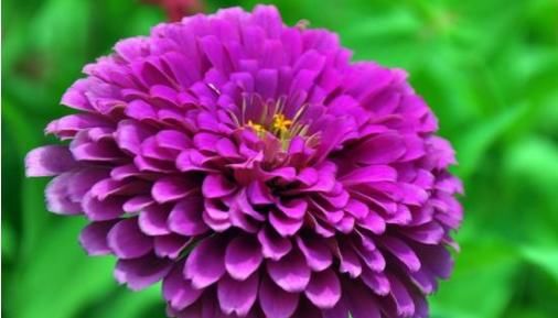  『旺盛』阳台上养些一下4种花草，清晨开窗香飘满屋，长势旺盛开花美