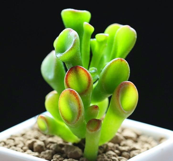  『筒叶花』新手养花，不如养观赏精品：筒叶花月，精巧奇特，闪闪惹人爱