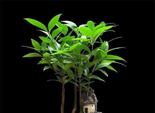  【驱蚊】这种植物被称为“活化石”在家养一盆,不仅好看还能强烈驱蚊!