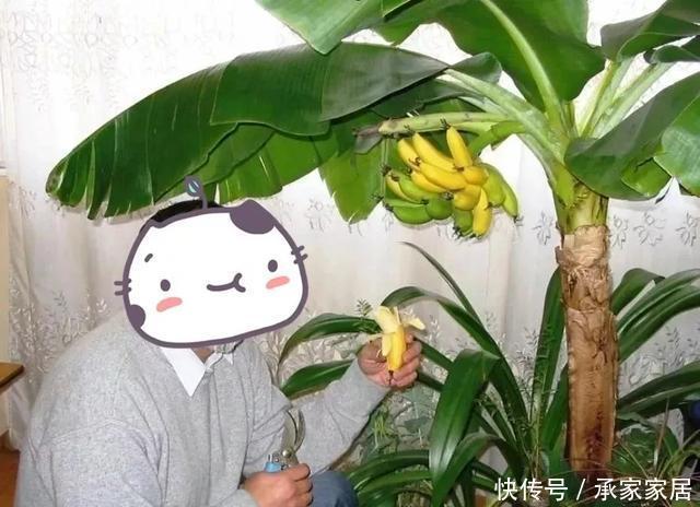 绿萝■能盆栽的迷你香蕉树,比绿萝还耐阴的花,叶子亮得像打蜡!