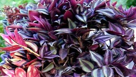  【家里】这些花超级好养活，养在客厅家里香喷喷，一养就爆盆