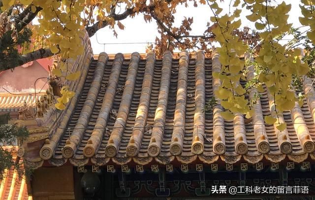 银杏装点下的故宫的秋