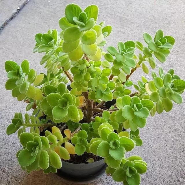  『特别』朋友到花市买这8种盆栽植物，长得特别旺盛，比养绿萝还简单