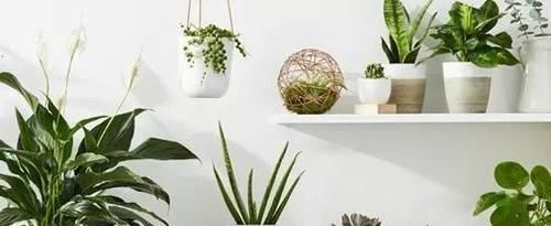  『家里』保持植物健康的5种高效方法，促进家里的花卉孕育花朵