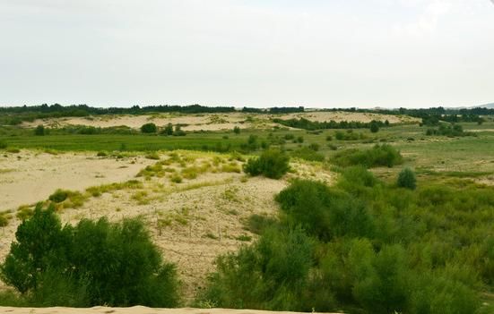 支付宝的蚂蚁森林果真种树了？如今变得如何，看了终于明白