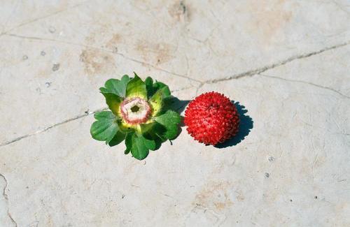 农村茅厕边的“草莓”，老人说蛇爬过不能吃，殊不知价值好珍贵