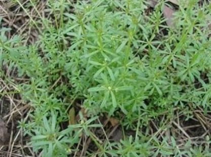  墙角：农民口中的神仙草是长在墙角里的野草，是治疗癌症的重要