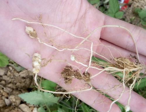  『地蚕草』田地里的“1种草”，根茎像“虫子”，殊不知是“地蚕”，珍贵！