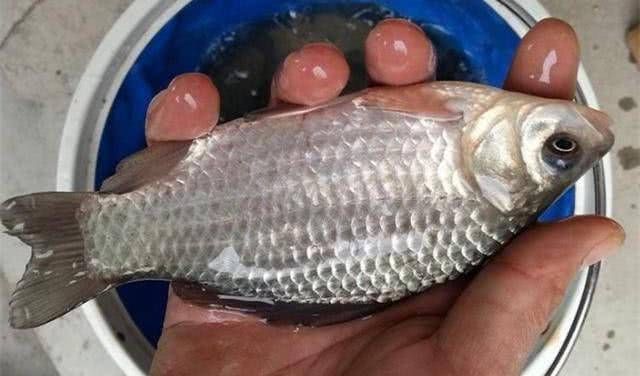  夏季■野生捕捞淡水鱼，推荐两种自制鱼饵配方，夏季捕捞更好用！