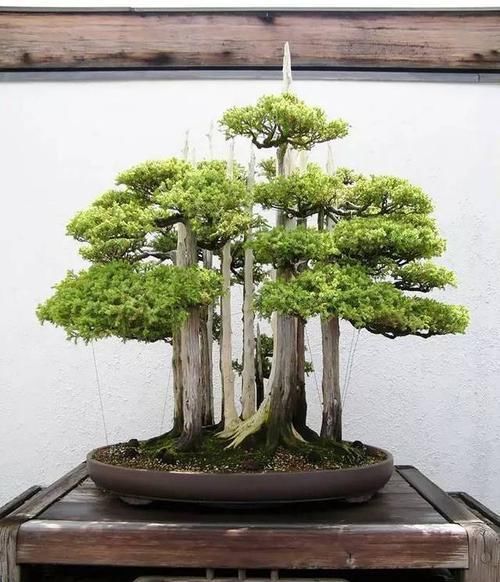  「美丽」15种最美丽的盆景树，找到了盆景里的故事