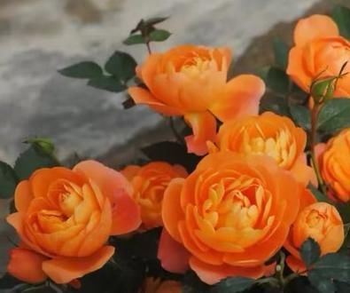  机器■阳台小就养它，号称“开花机器”，色艳花香，好看好养，极易爆盆