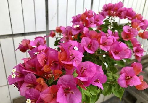  『三角梅』养三角梅不开花，满足它2个“要求”，一年开三四次没问题