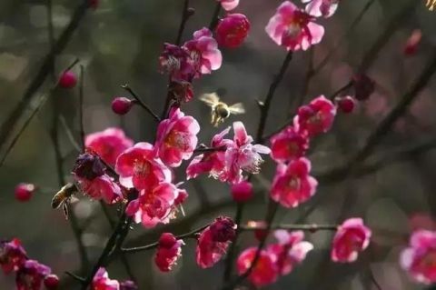 腊梅盛开 争奇斗艳！假期尾巴就去丽水这里赏梅！