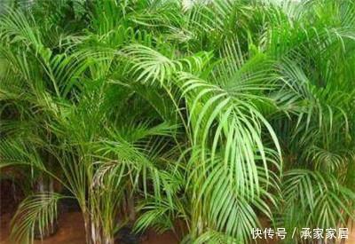  「夏季」如何给散尾葵浇水