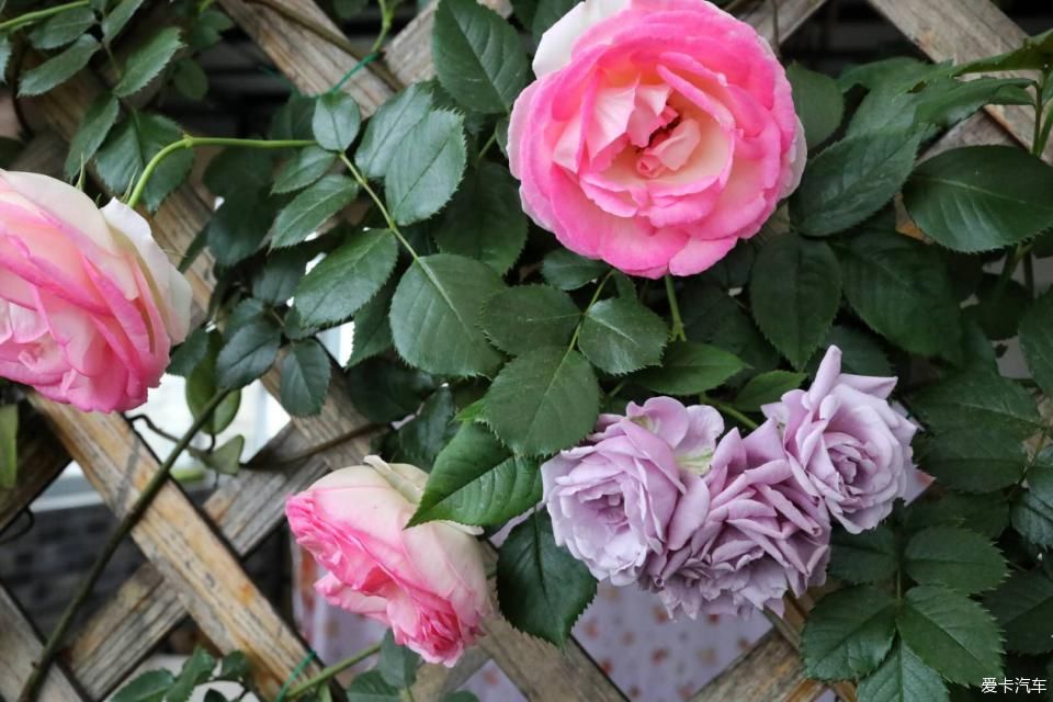 「终于」终于等到花开满墙