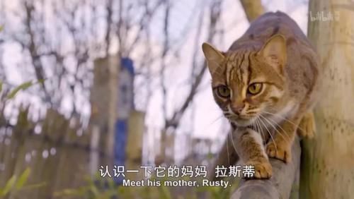 「小豹猫」啊啊啊不行了我被这部「猛男必看」萌化了
