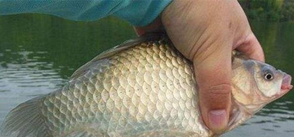 清明时节野钓，4钓4不钓，注意这些规律，渔获差不了！