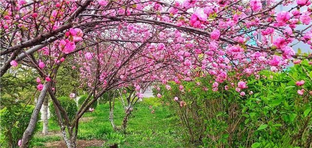  花儿：图集丨?花儿缀满枝头，醉了靖宇山城