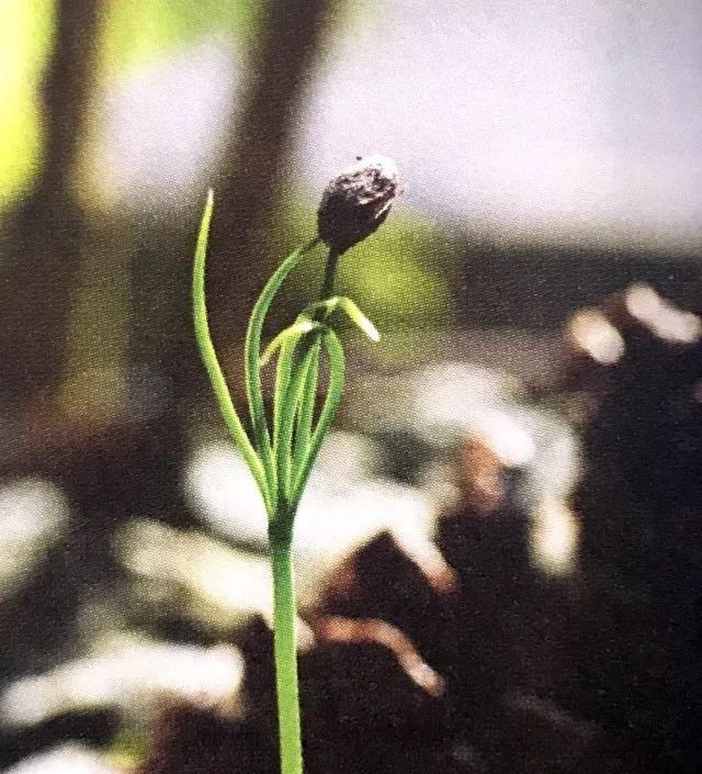  [赏心悦目]看松树林下捡来的松果，是怎样慢慢长成一盆赏心悦目的盆栽的