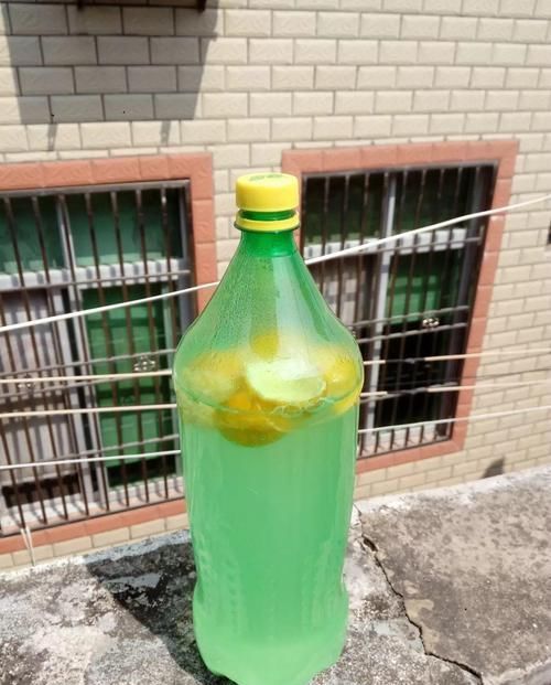  「地方养护」4种花在他们手里，个个长成巨无霸，到底喂了啥好东西！