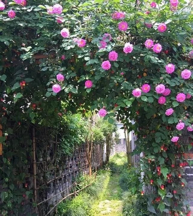  『花期』有院子,一定要养这“7种花”,花量大,花期长,好养又漂亮