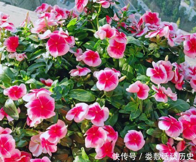  随便■春天“4种花”随便养，长得快开花多，阳台养成“小花园”！