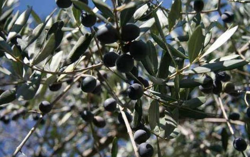 农村这种树，果实不值钱，果核是稀罕物，一斤5000元成稀罕货