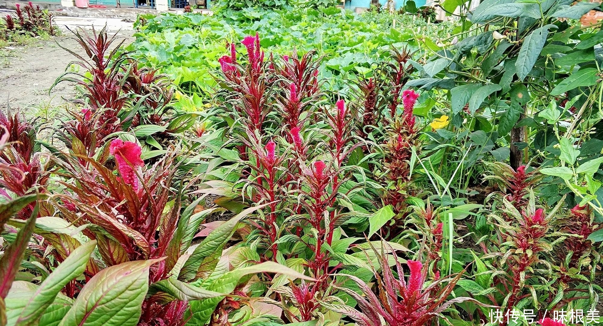 以前农民见到就除，因花似鸡冠而出名，却少有人知它是稀罕野菜