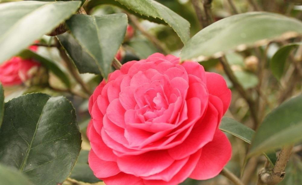  冬春■此花在冬春的时候开花，表带了最理想的爱，是很可爱的花