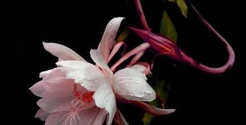 『泥炭土』盆栽昙花应该如何种植?用泥炭土草木灰最合适,肯定能养好