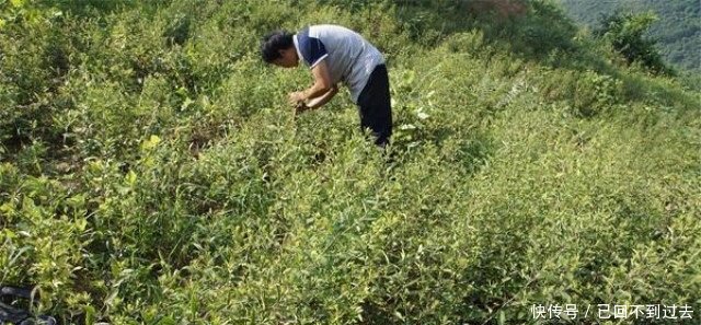 农民种植它，每亩最高产值可达3万多元，年入上十万