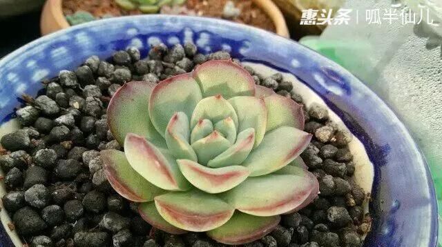 『白菜』多肉断水12天,绿白菜秒变红舞娘,想要上色就得...