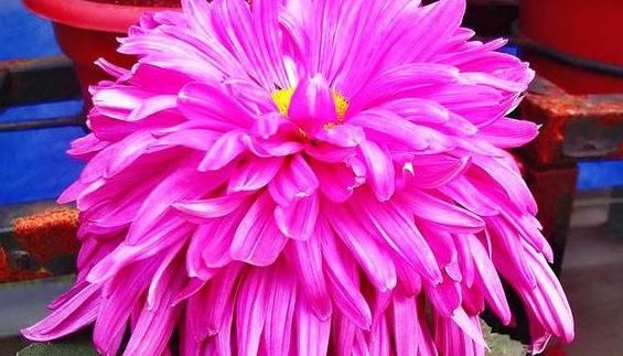  #珍品#喜欢菊花，就养“菊中珍品”牡丹红，似莲花牡丹，朴实高贵